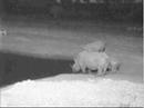 Rhino Family & Impala Herd on Africam