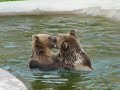 Bear fight in Zoo(Korkeasaari)