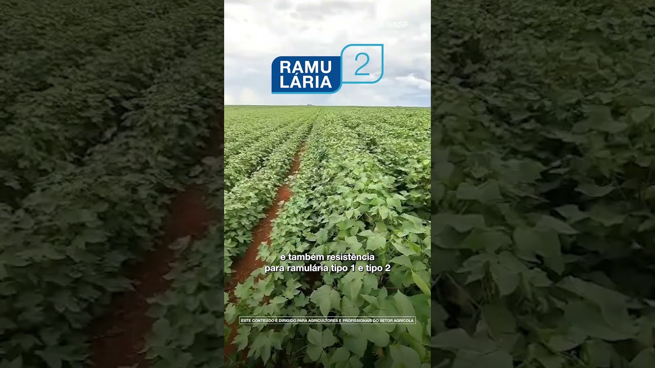 Firme no campo. Forte na colheita.