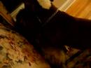 Pitbull Fight Part