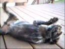 Affenpinscher video