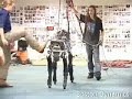 Dancing Mule