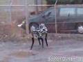 Dancing Mule