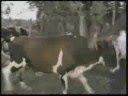Re: My Rodeo accident