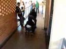 pula carni�a