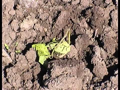 how to grow scotch bonnet