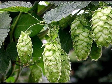 how to fertilize hops