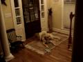 Chandler abusing Jake the dog