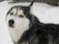 BLIZZARD ON THE BAY - Mishka & Moki & King pt2