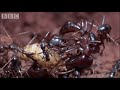 Driver ants bring down a grasshopper in this great clip from BBC show Ant Attack.