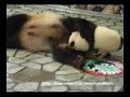 PANDA Baby playing with her Mother, Aihin and Meihin