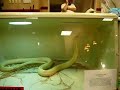 Cobra