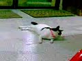 Lily My cat