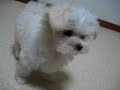 Maltese puppies