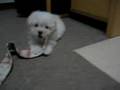 Maltese puppies