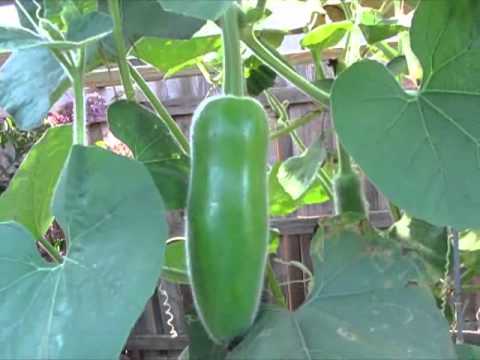 how to fertilize gourds