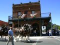 draft horses