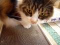 またたびと猫　メインクーンのマリーちゃん　Matatabi with cat　Mary of main Kuhn .