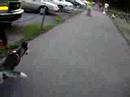 dog eaten leaf
