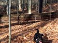 Bailey, Nahnuk and Jersey over tree