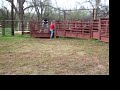 Lot #3046 - Yearling Bucking Bull Lot #3046 - Yearling Bucking Bull