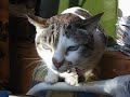 Mina cabreada - Mina in a bad mood