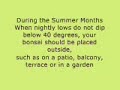 Bonsai Tree Care Secrets