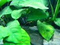 Julidochromis marlieri