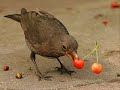 Lyrics:PaardenPaardenPaardenPaardenPaardenPaardenPaardenPaardenPaardenVogelsVogelsVogelsPaardenVogelsPaardenVogelsPaardenPaardenPaardenPaardenPvaoagredlesnPvaoagredlesnPvaoagredlesnVopaardenJa das mooie natuur jaJa das mooie natuur ja