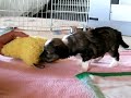 Pups3 5-21-08