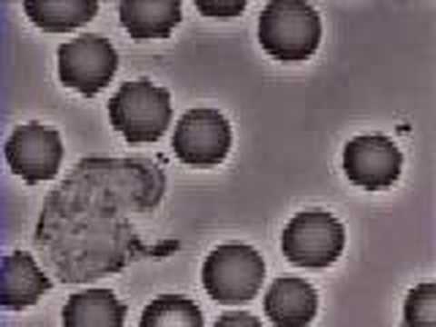 Neutrophil phagocytosis