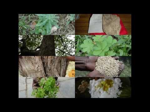 how to grow bhringraj plant