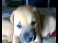 BLOG: puppies first time eating hotDOGS!=)