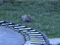 Wild \"Bunny Wabbits\" and Charlie outback on Monday April 07,