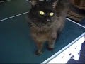 Azrael - adopted!