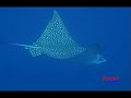 ras-mohamed.html