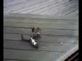 fighting squirrels