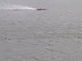 Arrowshark Testing