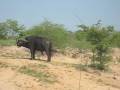 videos de Sabi Sands Safari.m4v