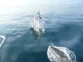 Bottlenose Dolphins playing with us!!! Bottlenose Dolphins playing with us!!!