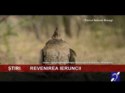 Revenirea ieruncii