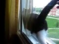Kitten stuck between glass windows