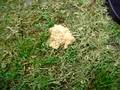 DEAD RICE KRISPIE!!!