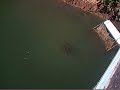 PESCADOS GIGANTES EN LA PRESA, MASCOTA JALISCO PESCADOS GIGANTES EN LA PRESA, MASCOTA JALISCO