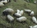 Kofraogol ve Kebi Yaylas�
