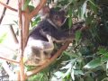 Australia animals