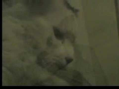 Ween Fluffy