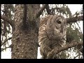 Incredible barred owl spring courtship vocalizations 