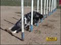 Agility - Apport - Ejercicios Agility - Apport - Ejercicios