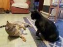 3CoolKats Ep. 32, Rumble In The Dining Room